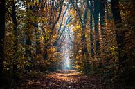 Autumn Stroll van William Mevissen thumbnail