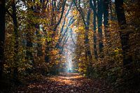 Autumn Stroll
