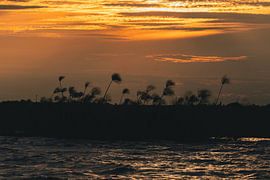 Silhouette de roseaux de papyrus se découpant sur un coucher de soleil doré et chaleureux sur Johannes Jongsma