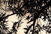 Silhouette eines Zilpzalps in der Morgensonne