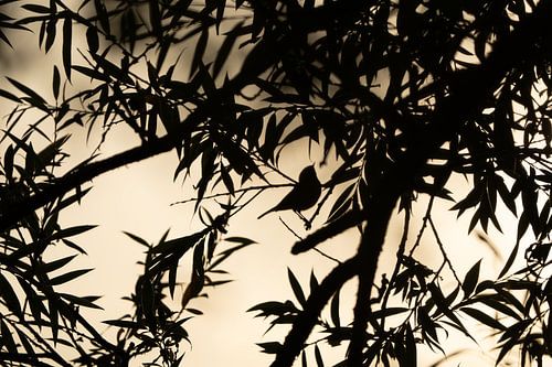 Silhouette dans le soleil du matin