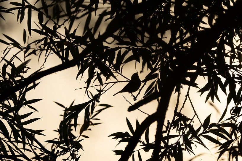 Silhouette eines Zilpzalps in der Morgensonne von De Gallerij