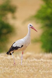 Cigogne blanche (Ciconia ciconia) sur Dirk Rüter