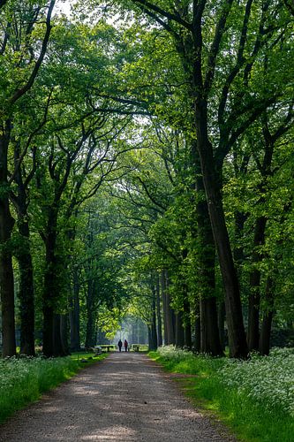 Lochem, piste forestière