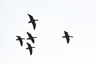 Vliegende ganzen, high key van Nynke Altenburg thumbnail