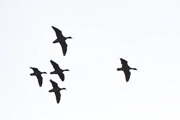 Flying geese, high key by Nynke Altenburg