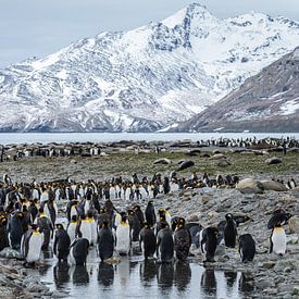 Koninkrijk aan de Rand van de Wereld South Georgia van Nanda Bussers