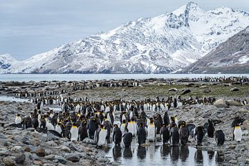 Koninkrijk aan de Rand van de Wereld South Georgia