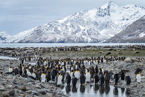 Koninkrijk aan de Rand van de Wereld South Georgia