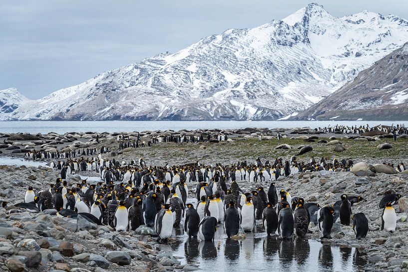 Koninkrijk aan de Rand van de Wereld South Georgia van Nanda Bussers