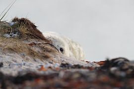 Kegelrobbe Heuler Insel Helgoland Deutschland von Frank Fichtmüller