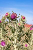 Vlieland-Flora