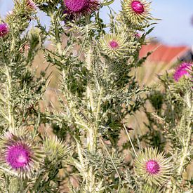 Vlieland Flora van Sophie Bik Fotografie