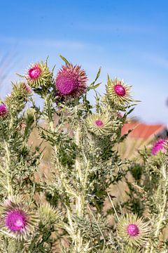 Vlieland Flora by Sophie Bik Fotografie