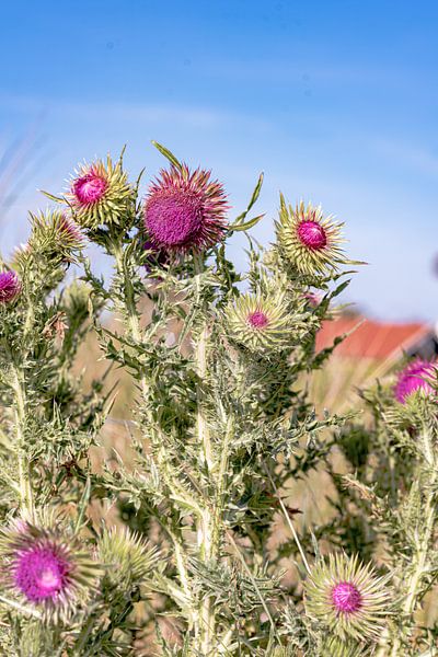 Flore de Vlieland par Sophie Bik Fotografie