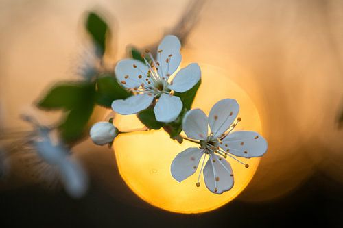 Blossom by Melissa Goedbloed