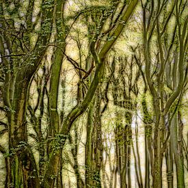 Dancing trees (1) by Boudewijn Swanenburg