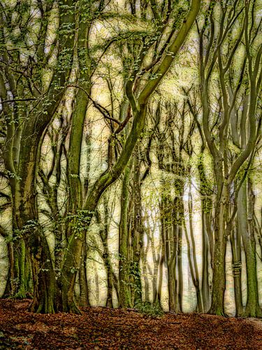 Dancing trees (4)