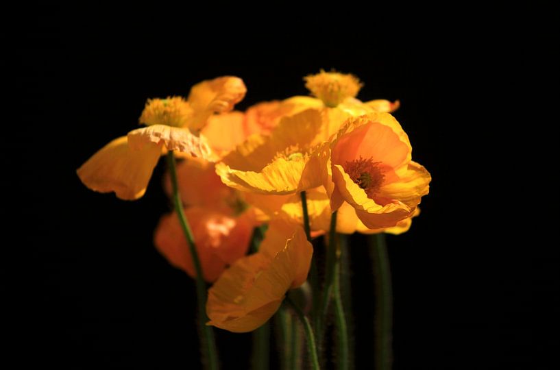 Mohnblumen von Thomas Jäger
