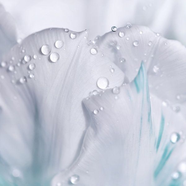 Water drop by Violetta Honkisz