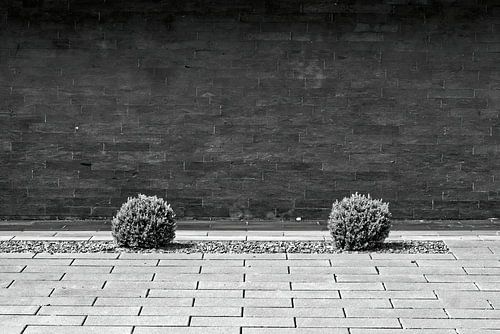 Struiken in dode voortuin