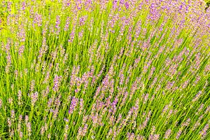 Lavendel