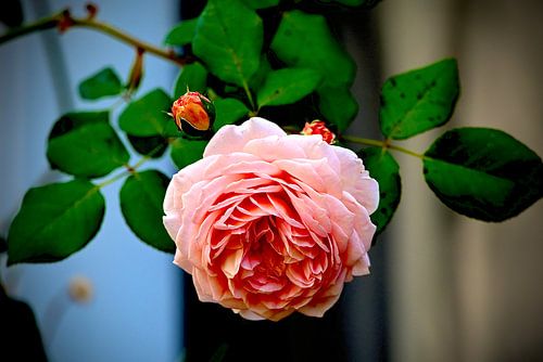big rose