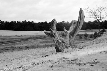 Een boomstronk op een zandverstuiving in zwart-wit