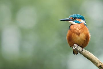 Kingfisher by Lisa Dumon