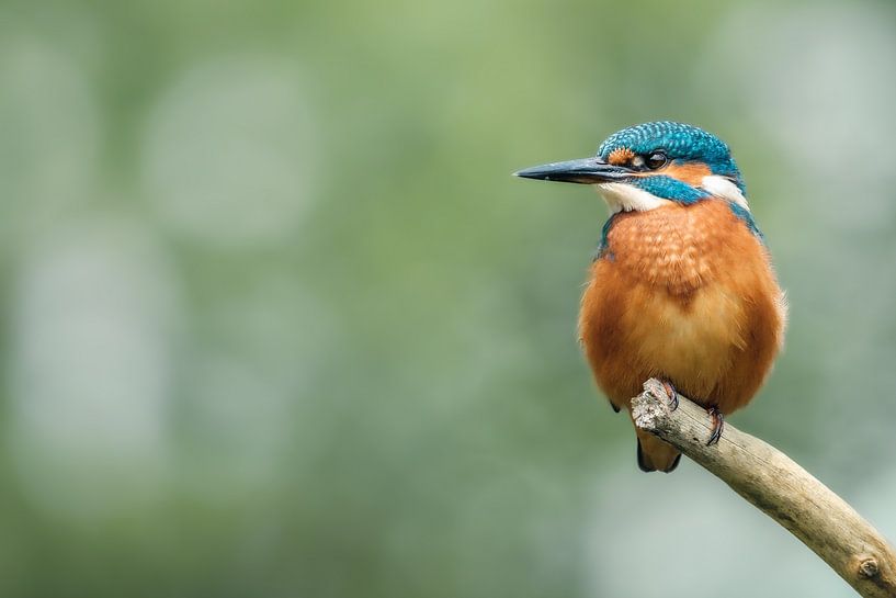 Kingfisher by Lisa Dumon