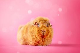 Guinea pig with glasses by Marloes van Antwerpen