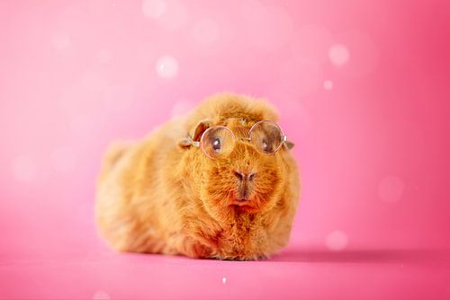 Cavia met een Brilletje