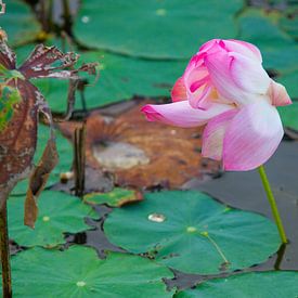 Schöne Seerose auf der Insel Côn Sơn von WeltReisender Magazin