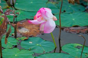 Zarte Lotusblüte im Teich