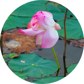 Mooie waterlelie op het eiland Côn Sơn van WeltReisender Magazin