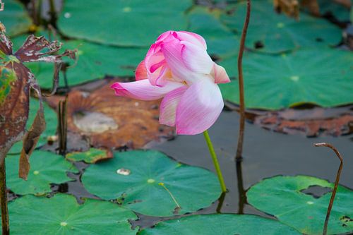 Schöne Seerose auf der Insel Côn Sơn von WeltReisender Magazin