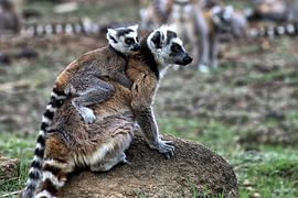 Lemur à queue annelée chez Anja Lake Madagascar