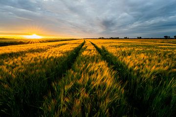 Graanveld bij een ondergaande zon van Jolien fotografeert