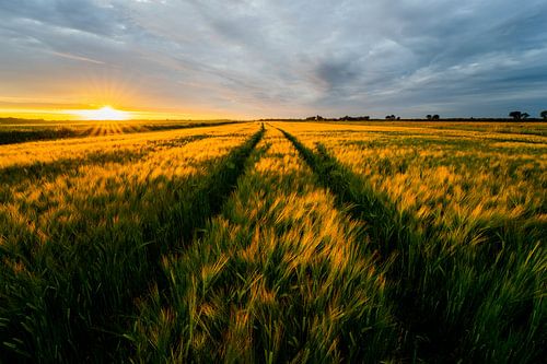 Graanveld bij een ondergaande zon