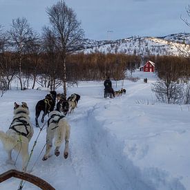 Huskysleeën in Lapland over Langfjorde van Mart Houtman