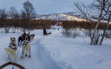 Huskysleeën in Lapland over Langfjorde van Mart Houtman