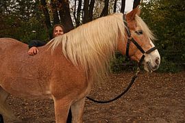 Fotoshooting mit hellbraunem Haflinger mit beiger Mähne