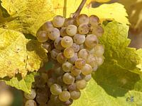 Rieslingtraube