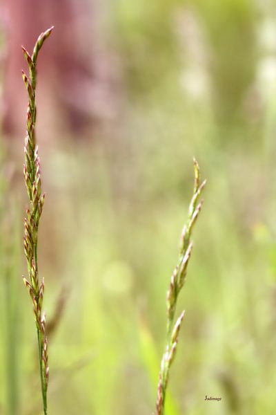 The two of us in the fields by Christine GUILLET