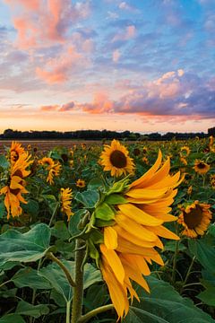 Zonnebloemen veld tijdens zonsondergang van Shotsby_MT