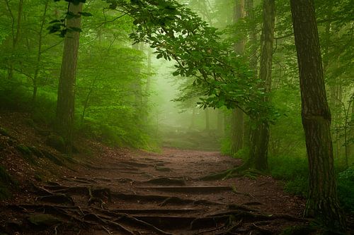 Forest in the mist