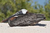 Brown pelican (Pelecanus occidentalis) by Frank Heinen thumbnail