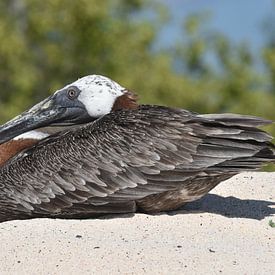 Brown pelican (Pelecanus occidentalis) by Frank Heinen