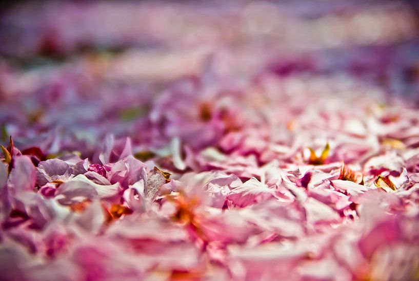 Roze Witte bloemblaadjes van Norbert Sülzner