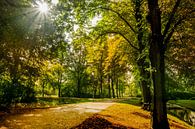 Boslaantje in autumn shades by Willian Goedhart thumbnail
